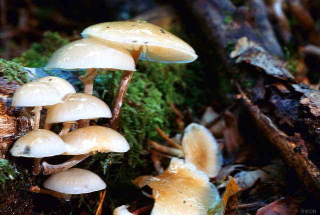 Oudemansiella mucida, Porcelain mushroom