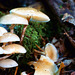 Oudemansiella mucida, Porcelain mushroom