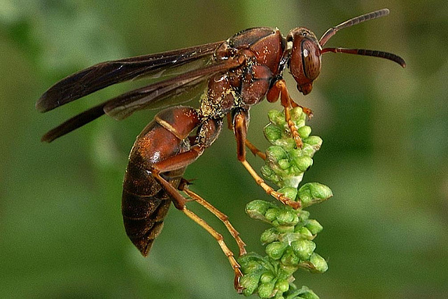 Northern Paper Wasp