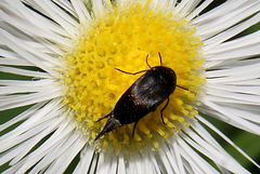 Tumbling Flower Beetle