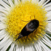 Tumbling Flower Beetle