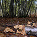 Hypholome fasciculare - Sulphur Tuft