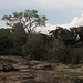 Yala National Park scenery