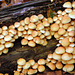 Hypholome fasciculare - Sulphur Tuft