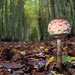 Macrolepiota procera, Parasol mushroom