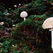 Macrolepiota rhacodes, Shaggy Parasol