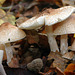 Lepiota sp