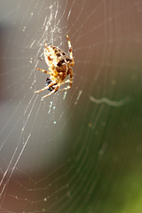 Garden spider