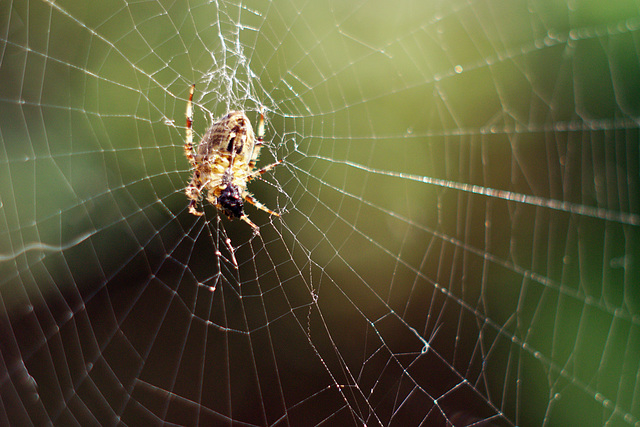 Garden spider