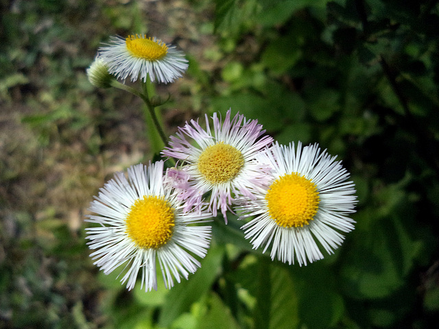 Little Flowers