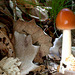 Amanita fulva, tawny grisette