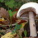 Amanita virosa - Amanite vireuse - Destroying Angel