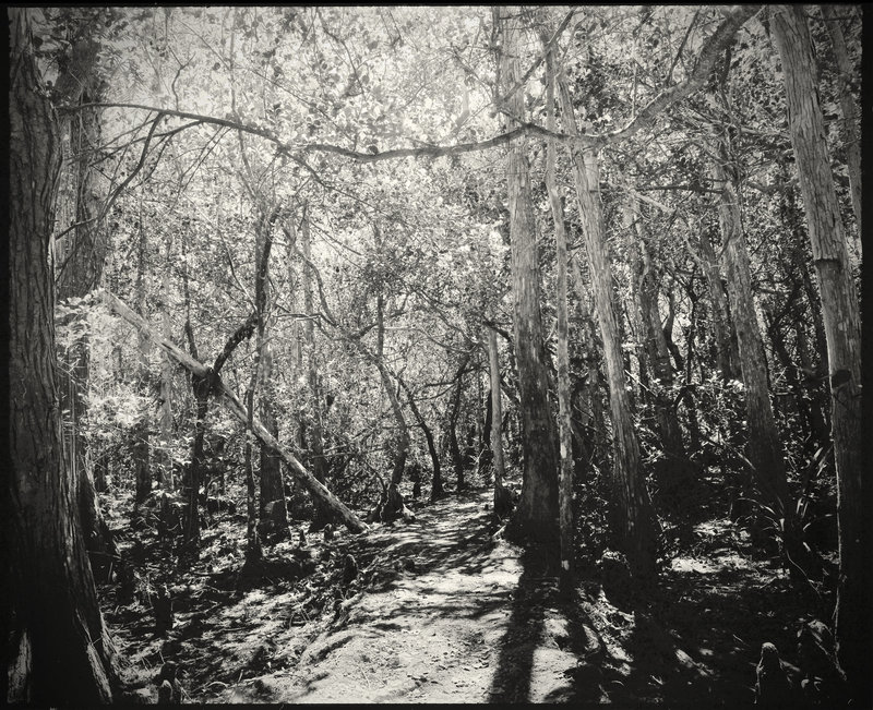 The Way Ahead