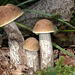 Leccinum carpini, lurid bolete