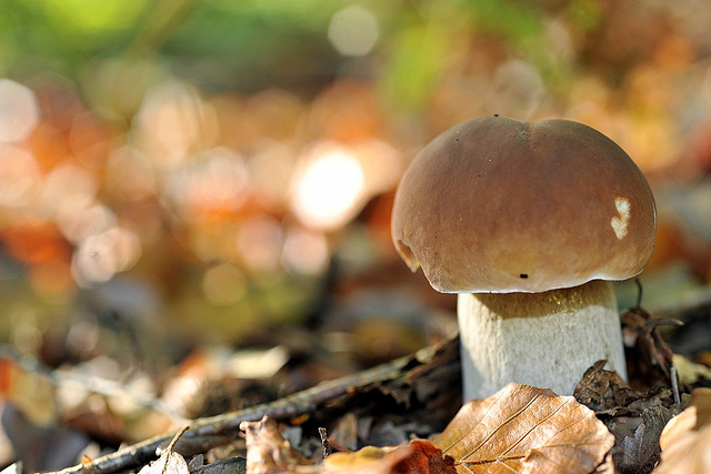 Boletus edulis - Cèpe de Bordeaux