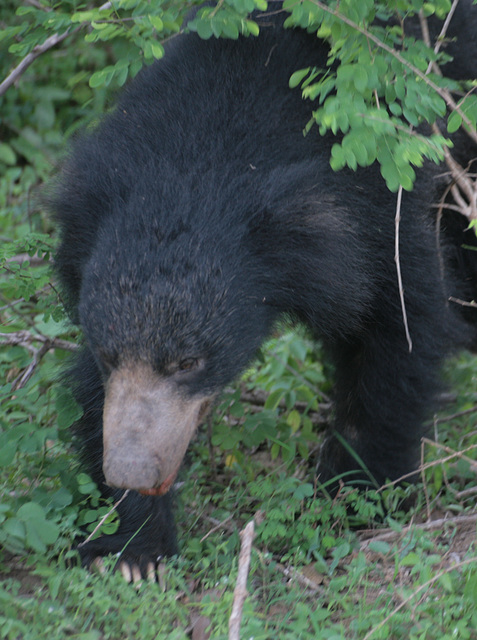 Sloth Bear - Yala