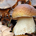 Boletus edulis - Cèpe de Bordeaux - Cep