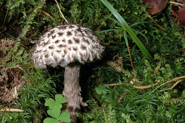 Strobilomyces strobilaceus