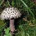 Strobilomyces strobilaceus