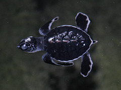 Baby turtle ready for release
