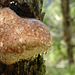 Fomitopsis pinicola, Red Banded Polypore