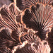 Schizophyllum commune - Schizophylle commune - Split-Gill