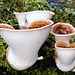 Polyporus squamosus, Young Dryads Saddle