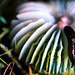 Limace sur champignon - Slug on mushroom