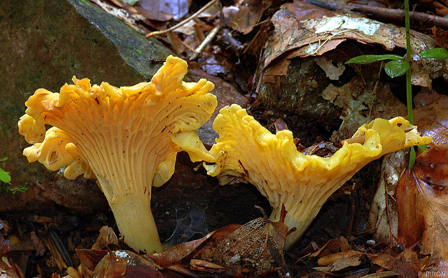 Cantharellus cibarius - Golden Chanterelle