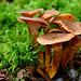 Chanterelle d'automne - Forêt de Dreux - Eure-et-Loir