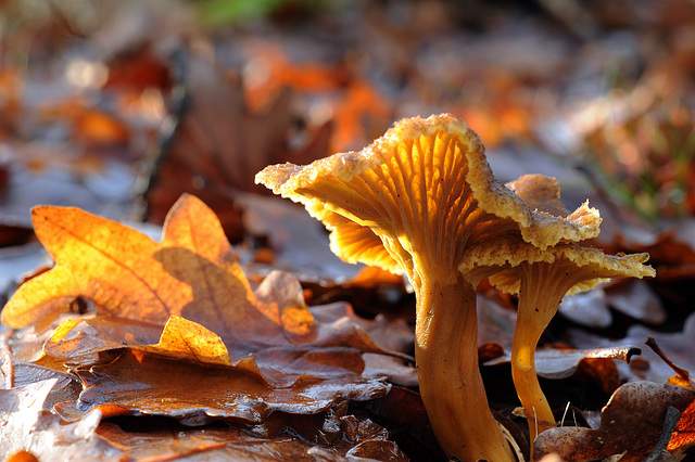 Cantharellus lutescens - Chanterelle jaunissante - Yellow Foot