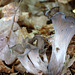 Craterellus cornucopioides - Trompettes de la mort - Black chanterelle