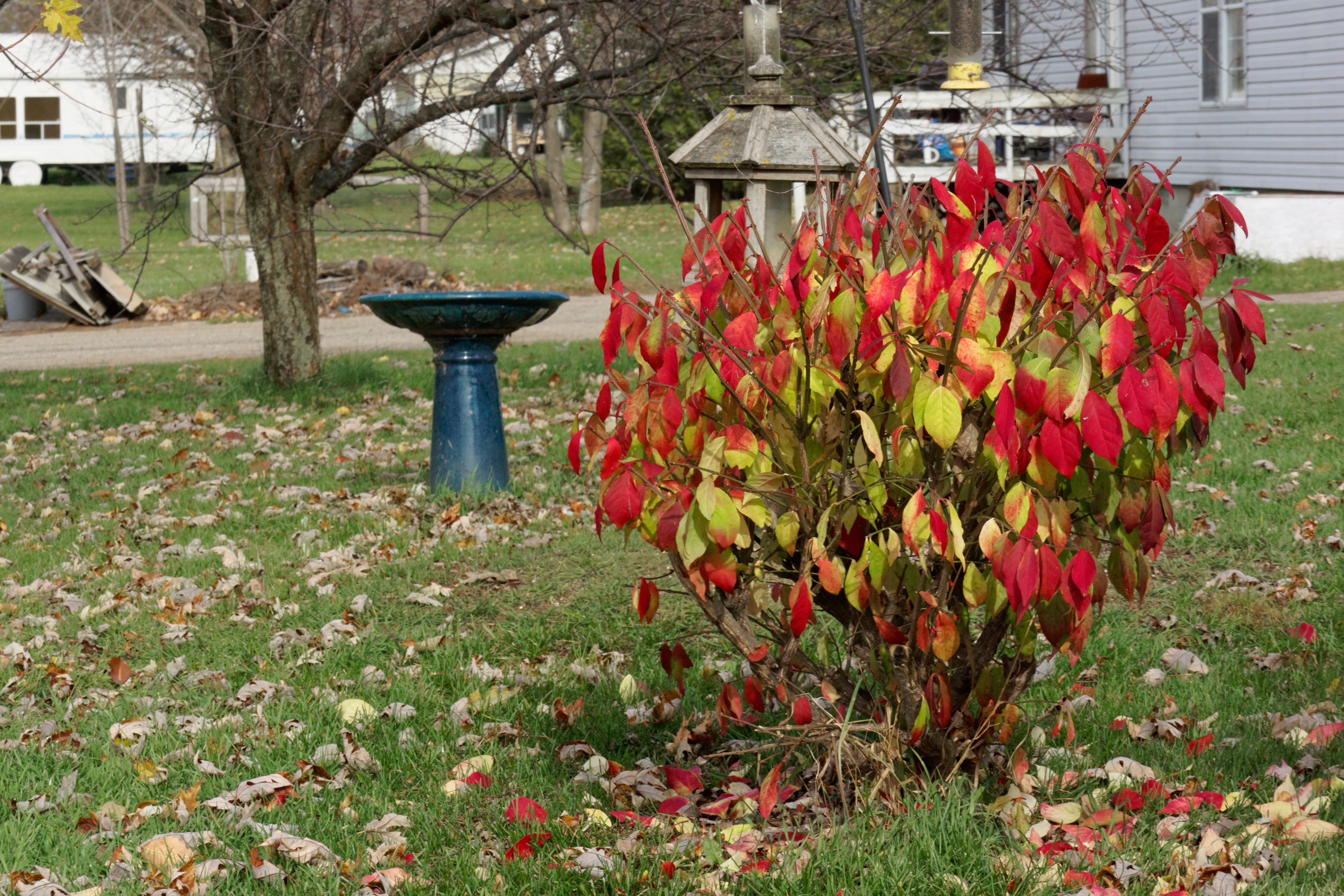 Burning Bush