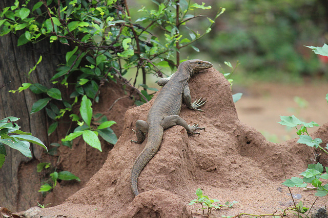 Monitor Lizard