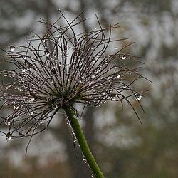 Fruchtstand einer Küchenschelle (Pulsatilla vulgaris)