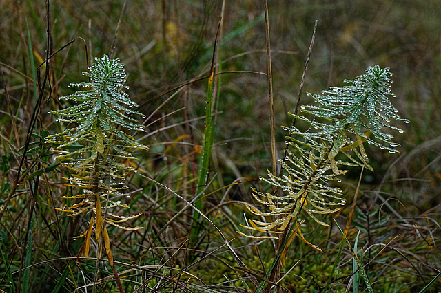 Wolfsmilch (Euphorbia)