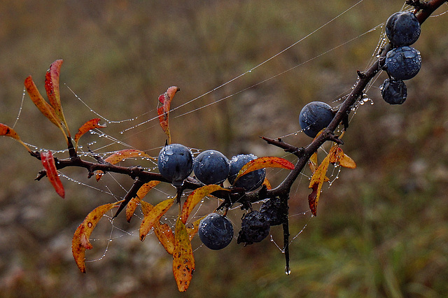 Schlehdorn (Prunus spinosa)