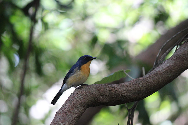 Tickell's Blue Flycatcher