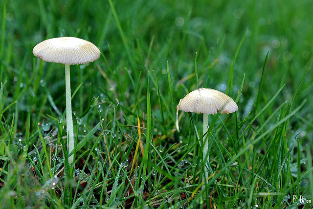 Bolbitius vitellinus ?