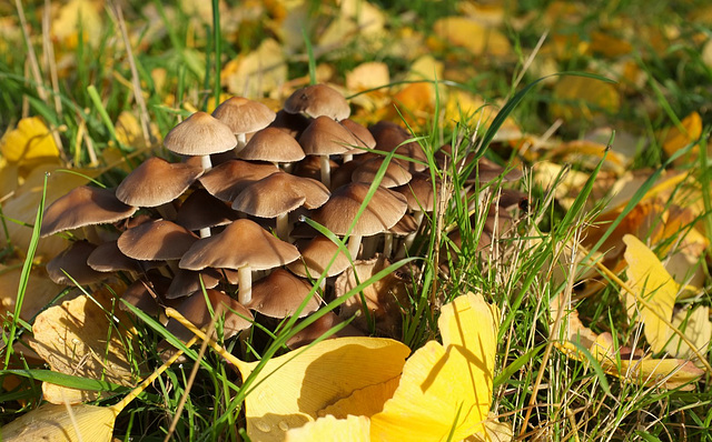 Champignons - Parc du Château de Saint-Jean-de-Beauregard - Essonne