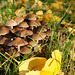 Champignons - Parc du Château de Saint-Jean-de-Beauregard - Essonne