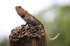 Lizard on a post