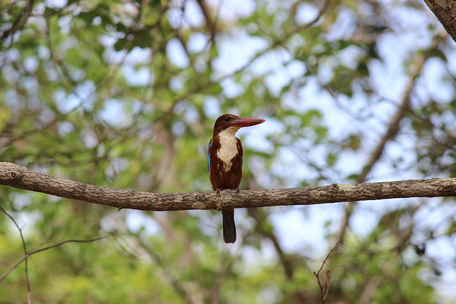 White-throated Kingfisher