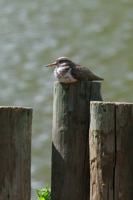 Spotted Sandpiper