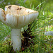Russula delica ? ou Lactaire ?