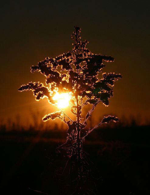 verge d'or/goldenrod