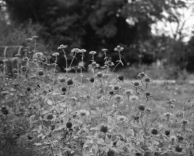 Coneflowers