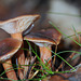 Lactarius hepaticus - Lactaire hépatique