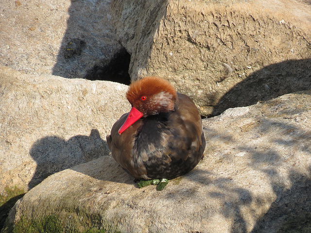 Kolbenente (Netta rufina), Männchen