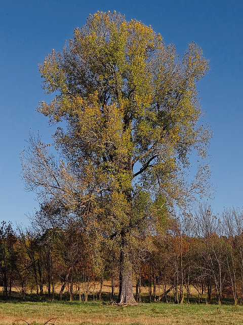 Her Autumn Dress 7-11-2014  This Beautiful Tree